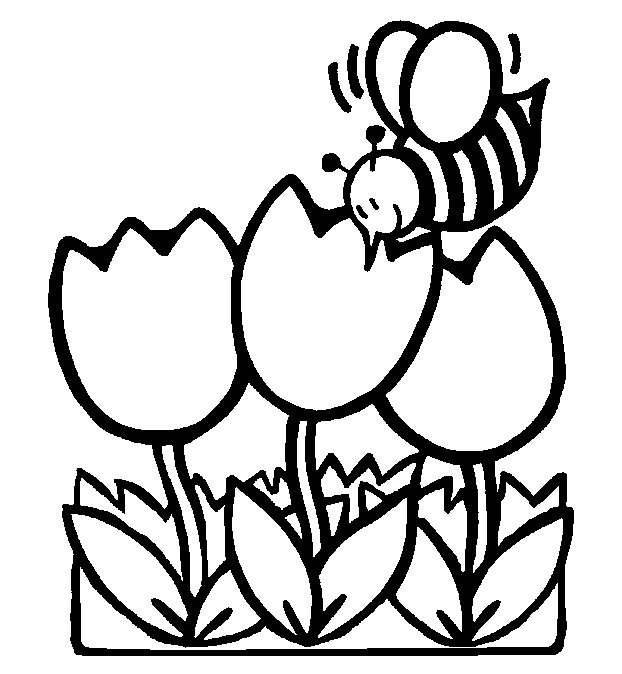 tulpen