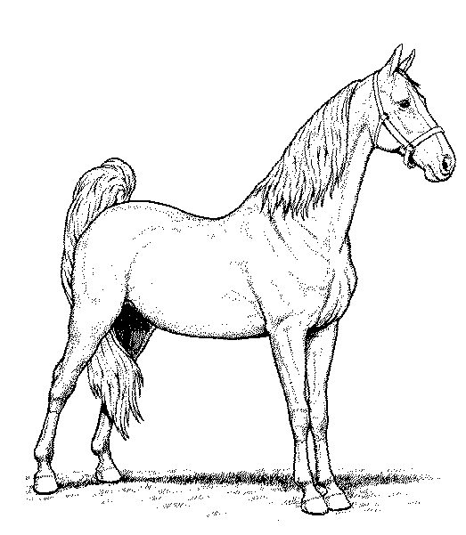 paard2