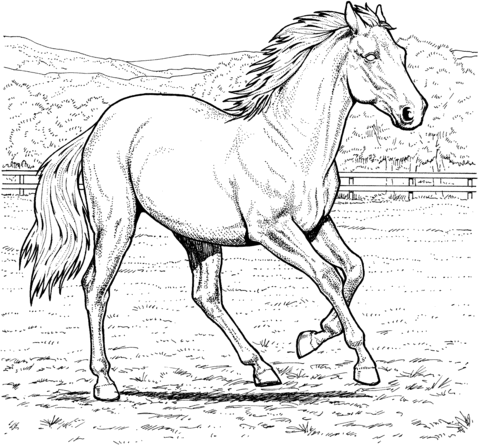 paard29