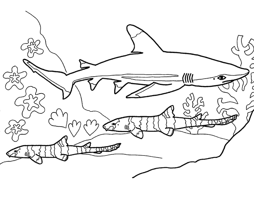 kleurplaat-haai-07