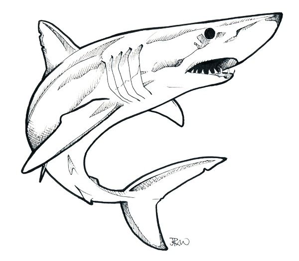 kleurplaat-haai-15