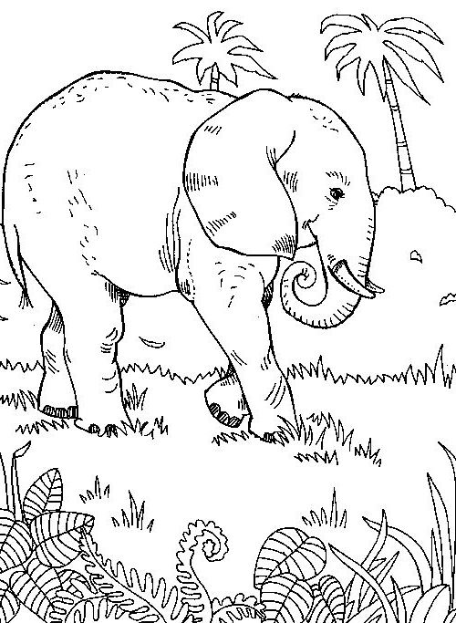 kleurplaat-olifant-02