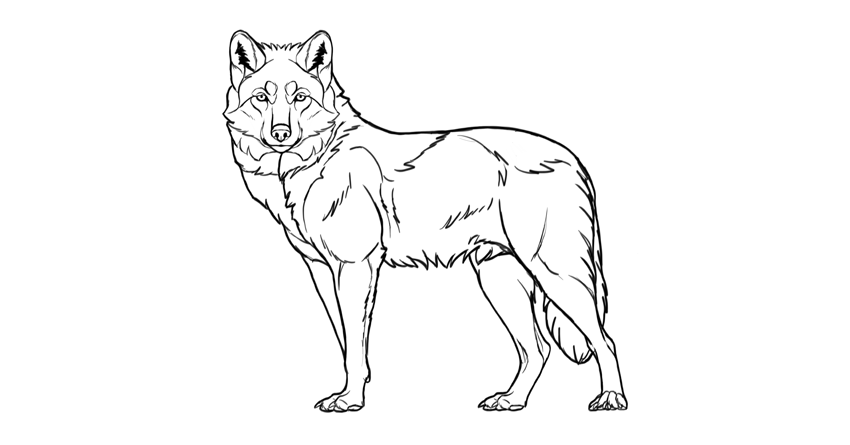 kleurplaat-wolf-09