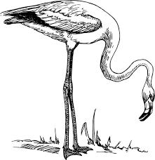 flamingo10