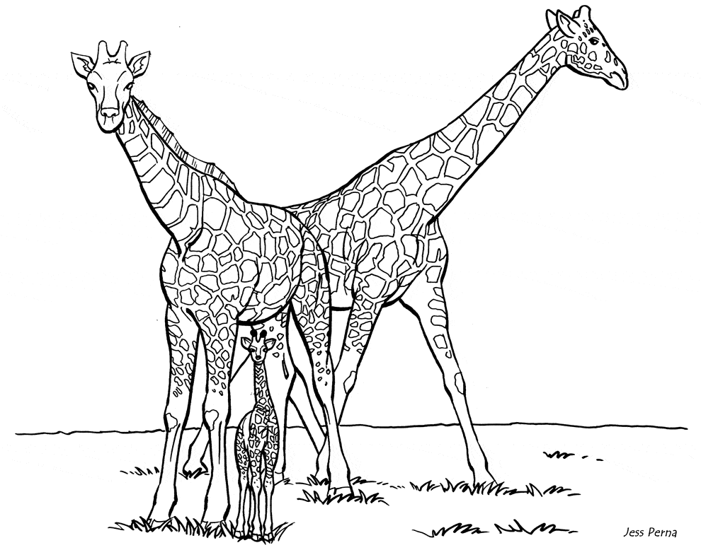 kleurplaat-giraf-10
