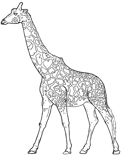 kleurplaat-giraf-13