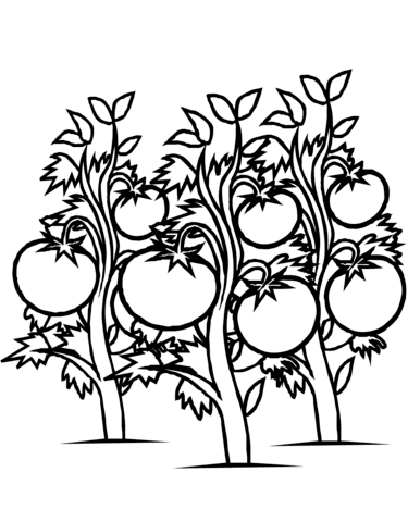 tomatenplant
